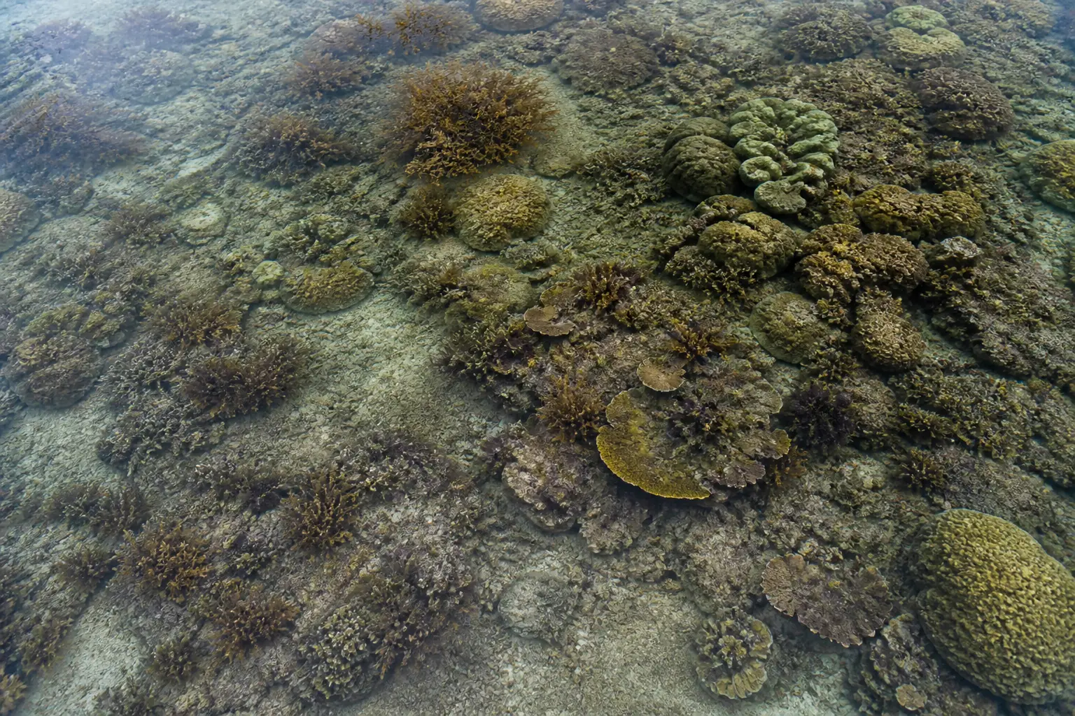 Reef Notes